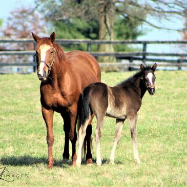 Horse and foal standing in a grassy field.