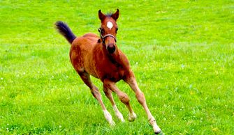 A young horse running gracefully on grass.