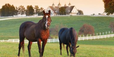 Two horses grazing in a green field with a barn in the background.