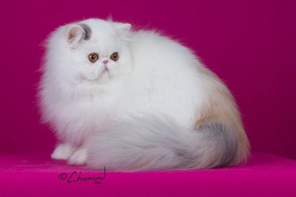 Fluffy white and grey Persian cat with orange eyes against a magenta background.