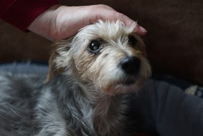 My dog Betty gets her portion of Reiki