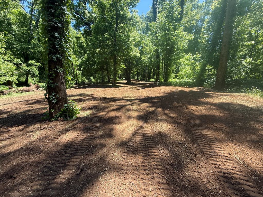 Dirt path with tire tracks in a forest.