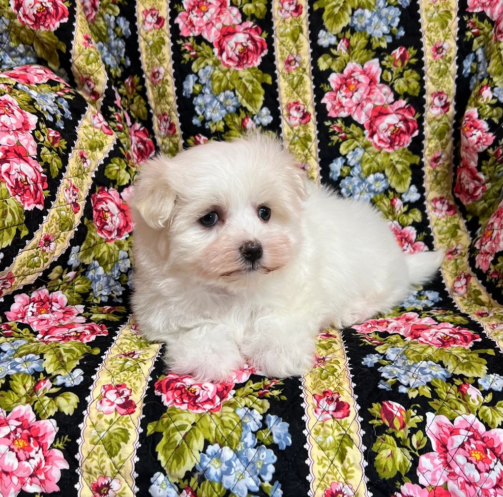 Maltese puppy