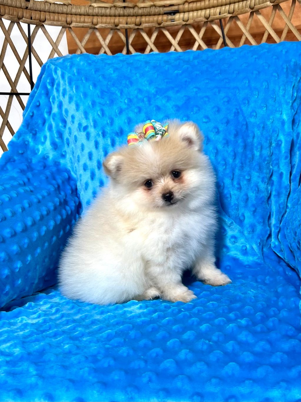 Pomeranian puppies