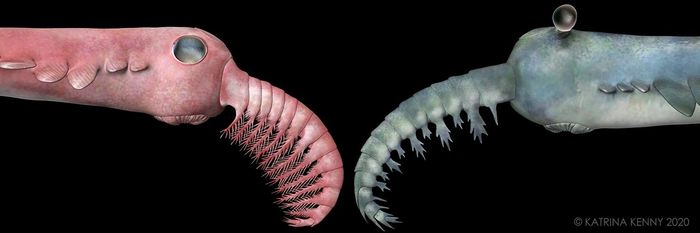 Anomalocaris, Palaeo art, palaeo artist, fossil, cambrian, palaeontology