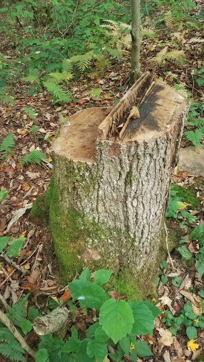 A cut sugar maple stump.