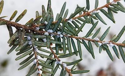 Evidence of Hemlock Woolly Adelgid (HWA) on Eastern Hemlock.