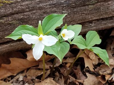 Great white trillium flowers.