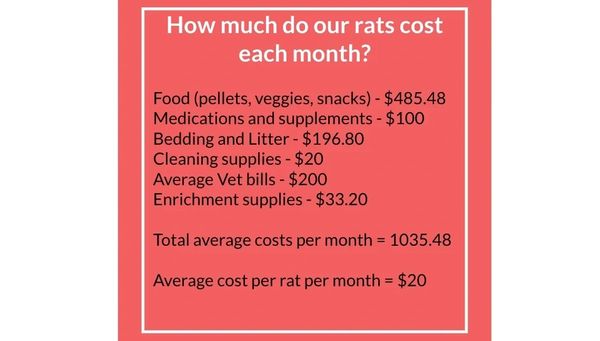 Rat fostering program
Foster a rat Ontario
Rat foster application
Rat sponsor
fundraise