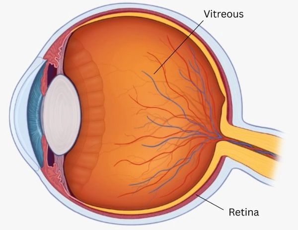 Cross-section of the human eye showing vitreous and retina.