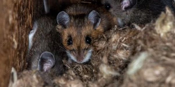 Field-mice-nesting