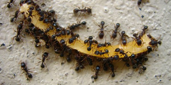 Pavement-ants-eating-fry