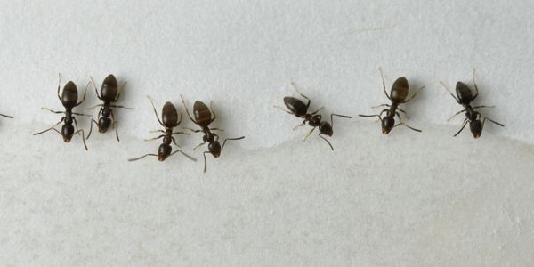 Odorous-house-ants-eating-bait