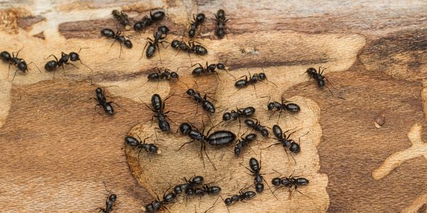 Carpenter-ants-on-wood
