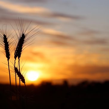 Australia Country Wheat Sunset Farm
