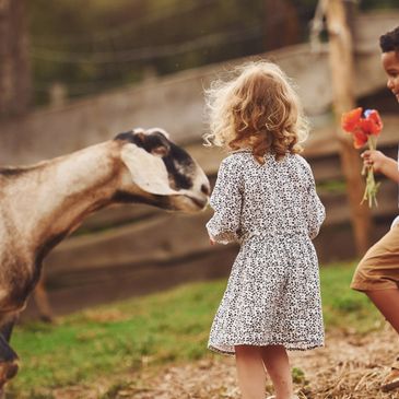 Foster children interacting with farm animals