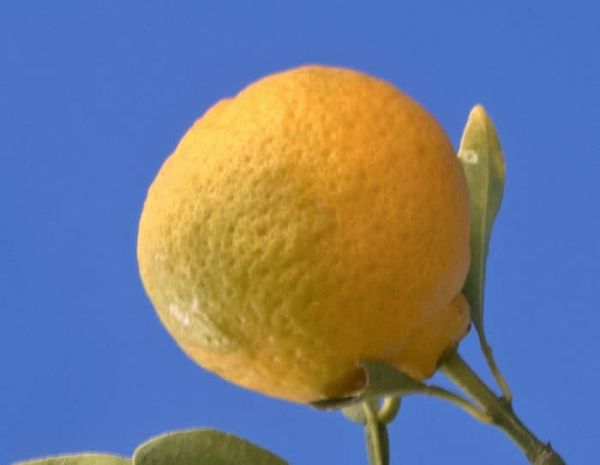 CITRUS英語版 Buy yellowish-green Yuzu in Citrus & Life