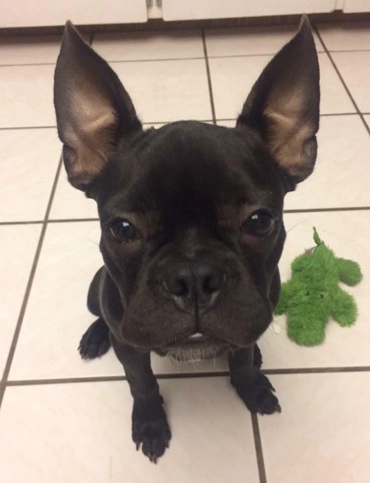 taurine dogs grain free