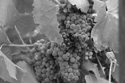 Syrah grapes before harvest.