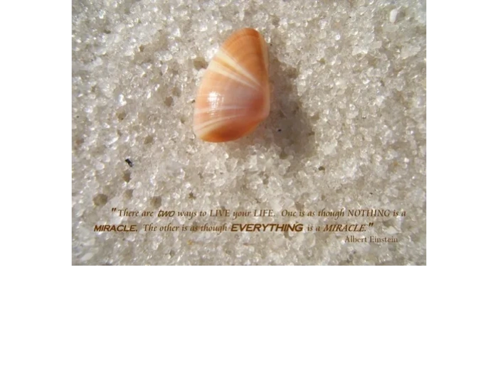 shell