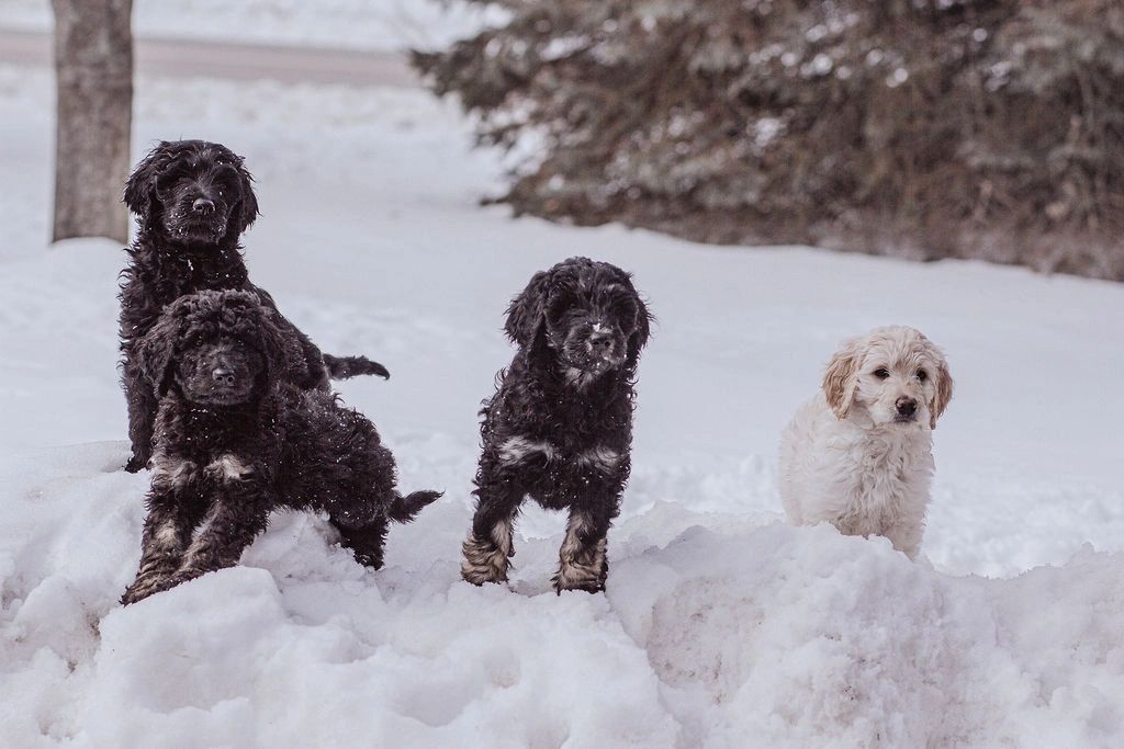 Sadies goldendoodles store