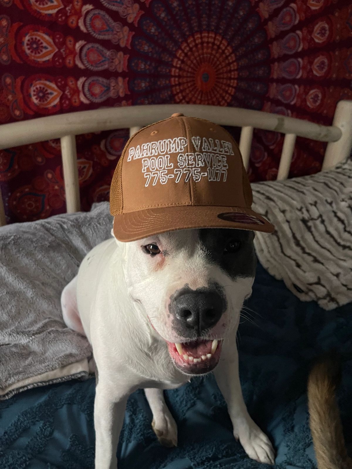 Dog modeling a Pahrump Valley Pool Service embroidered cap