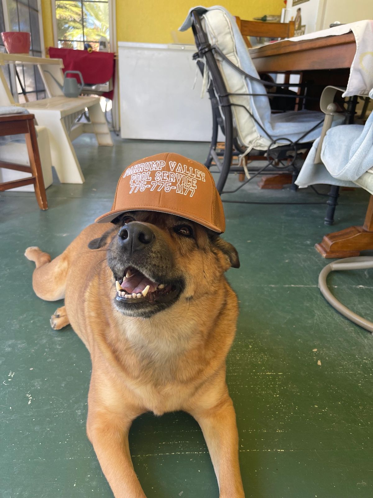 Dog modeling a Pahrump Valley Pool Service embroidered cap