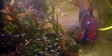 A fish swims near underwater plants in a murky environment.