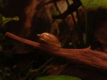 A small snail crawling on a branch in a dim environment.
