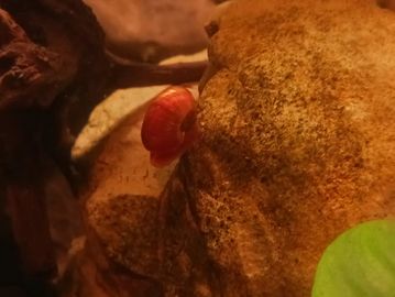 A red snail crawling on a textured rock surface.