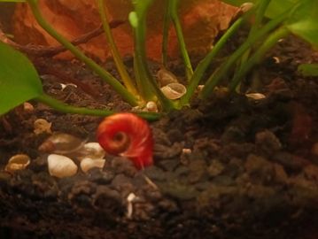 Close-up of a red snail on dark soil with plants in the background.