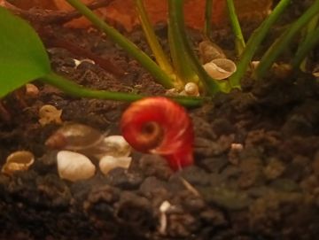 Close-up of a red snail on dark soil with plants in the background.
