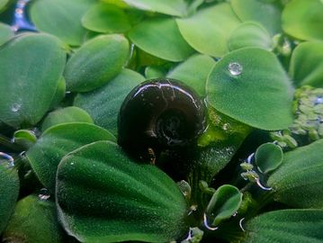 A dark snail shell nestled among green aquatic leaves with water droplets.