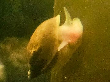 A close-up of a snail on a surface underwater.