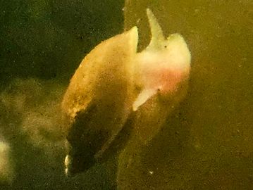 A close-up of a snail on a surface underwater.