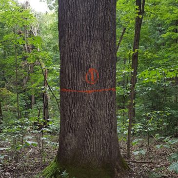 A large tree with orange markings in a dense forest.