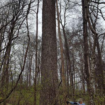 Tall trees in a leafless forest with a person at the bottom right.