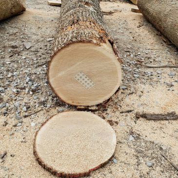 Freshly cut tree trunk with a bandage on the cut surface.