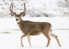 Wildlife2Day