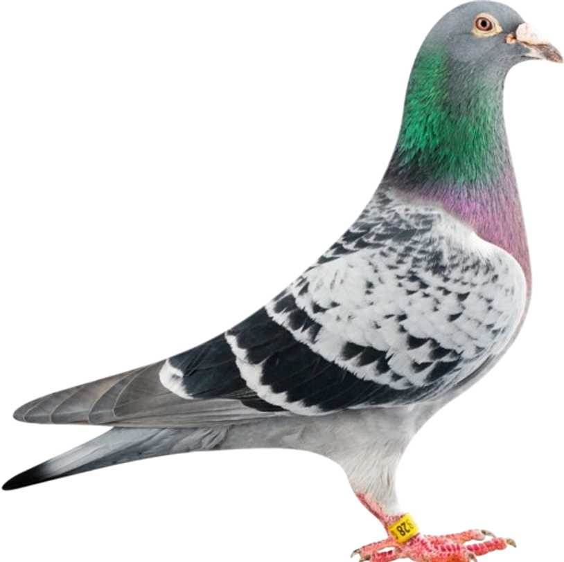 Best Pigeon Net Services For Balcony in Surat, available near you