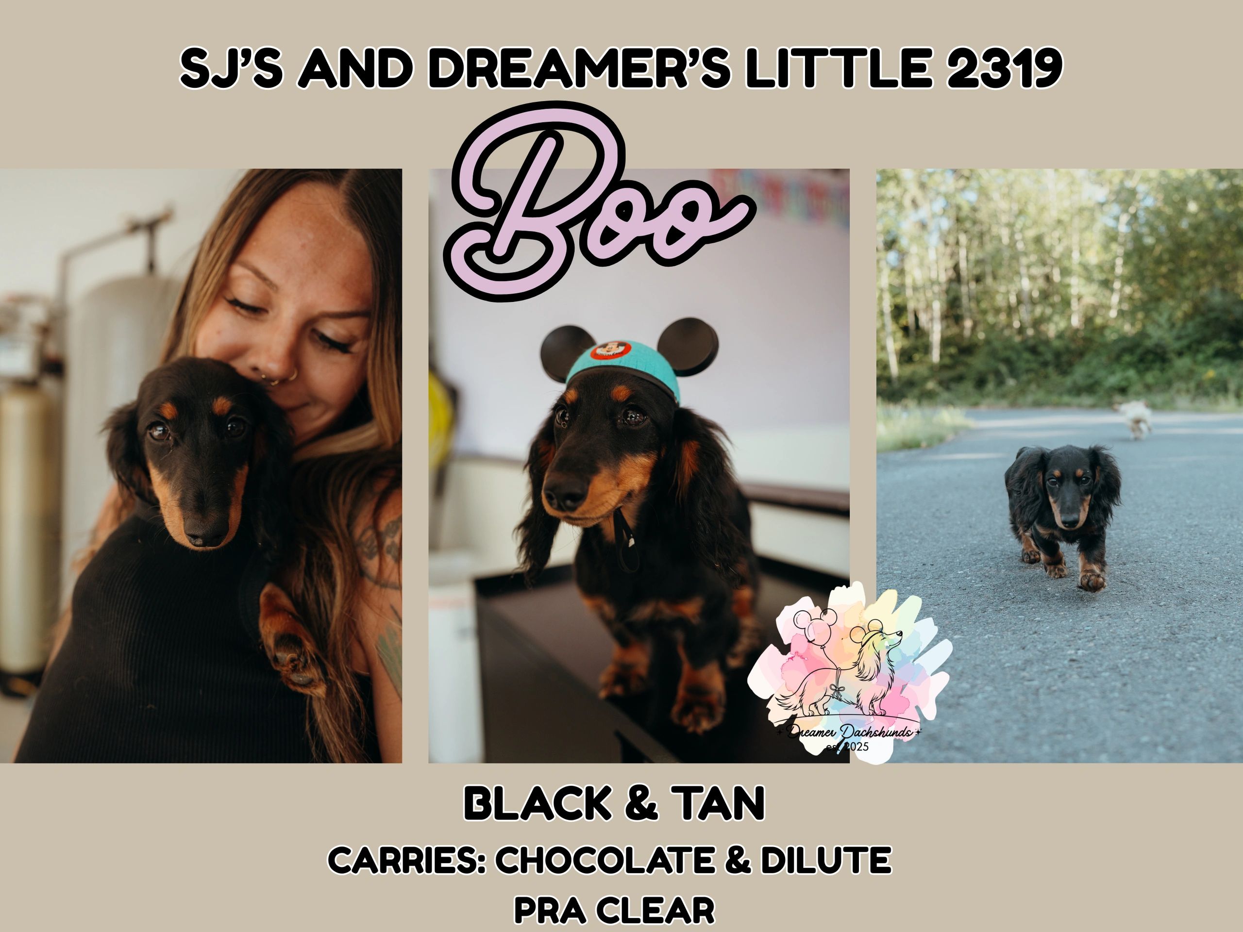 Collage of a black and tan dachshund named Boo from SJ's and Dreamer's Little 2319.