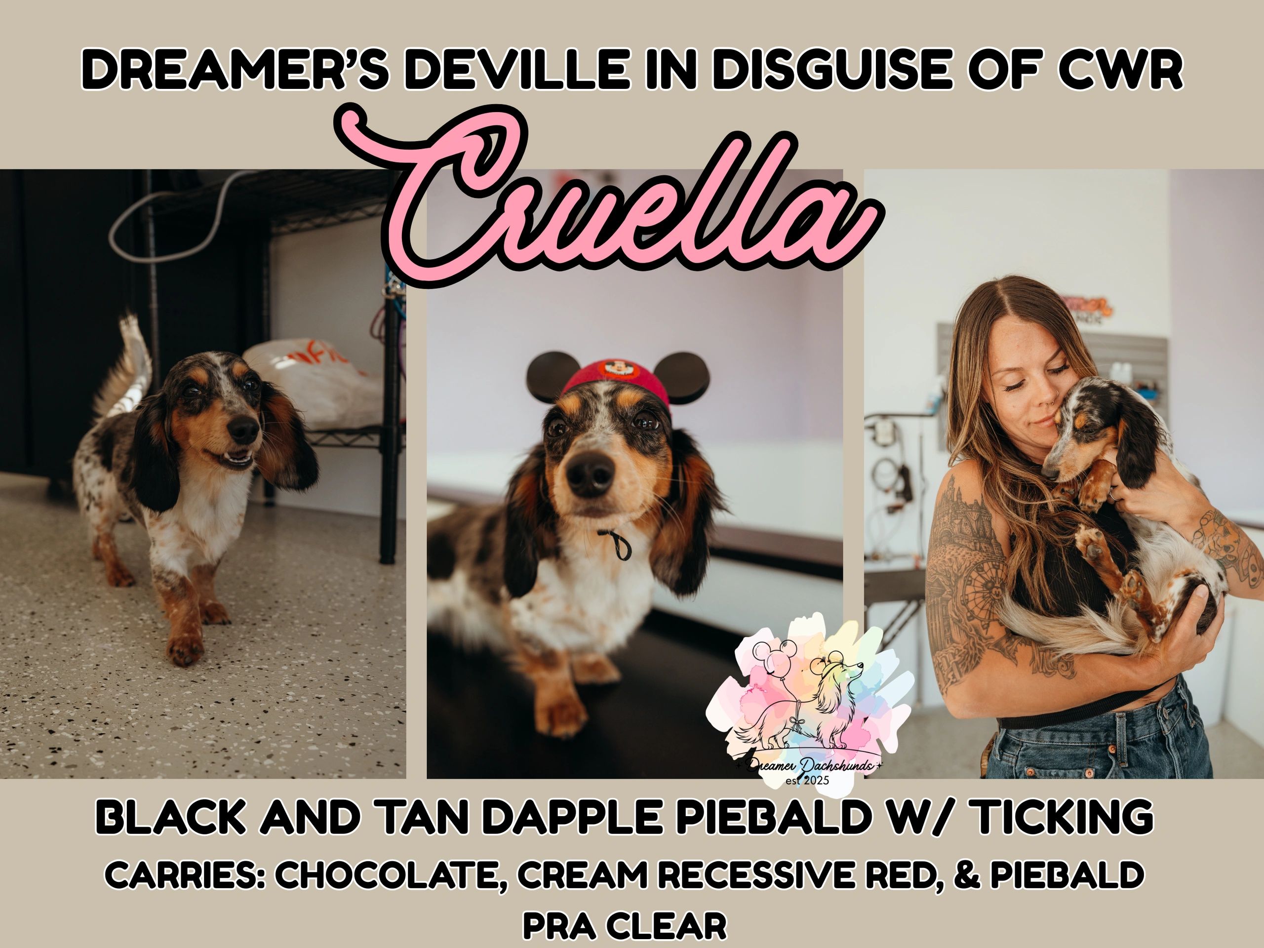Dachshund named Cruella with unique coloring and traits