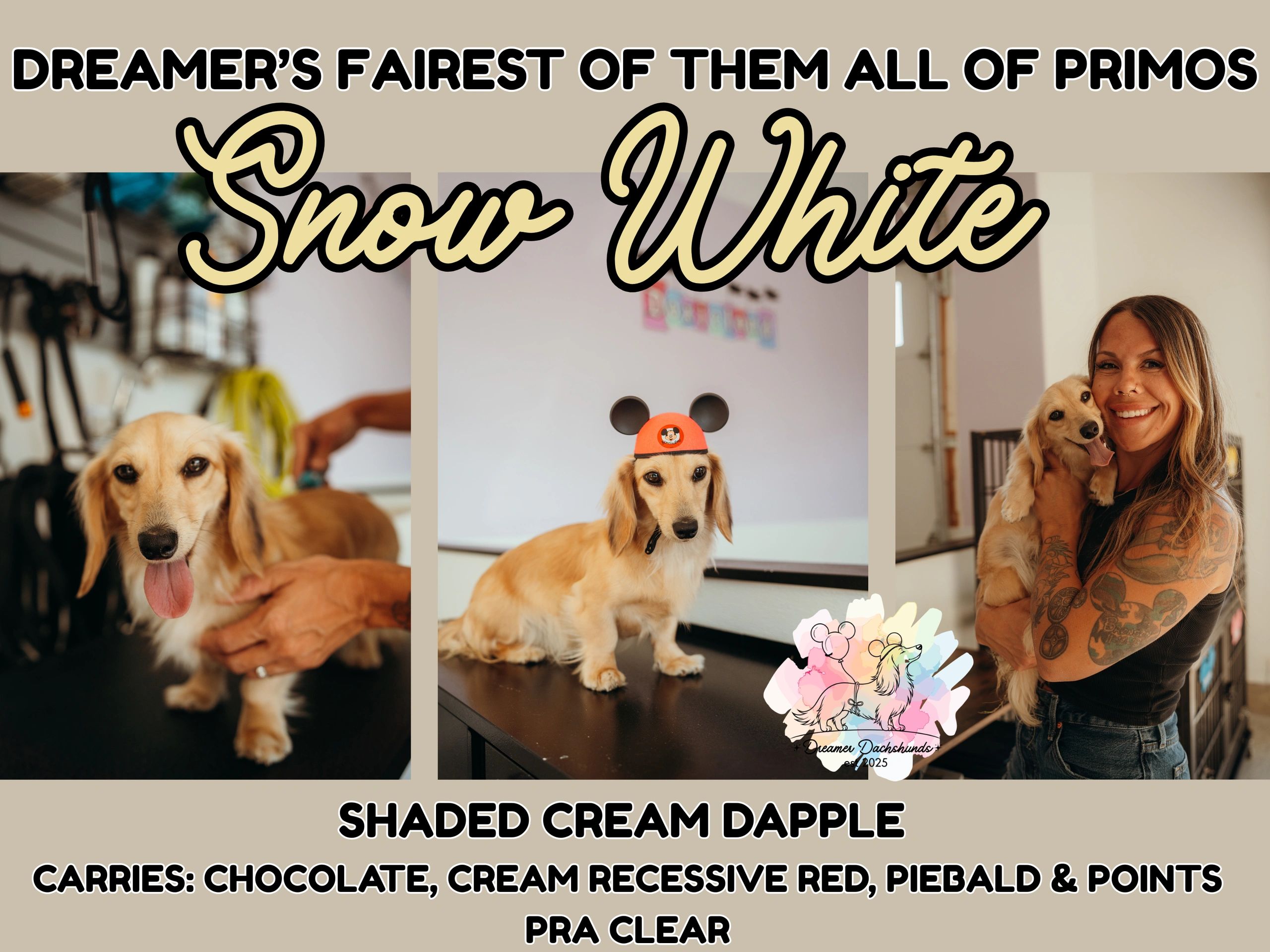 Snow White, a shaded cream dapple dachshund.