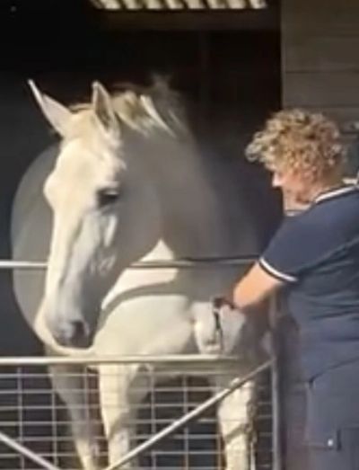 Person grooming a white horse inside a stable.