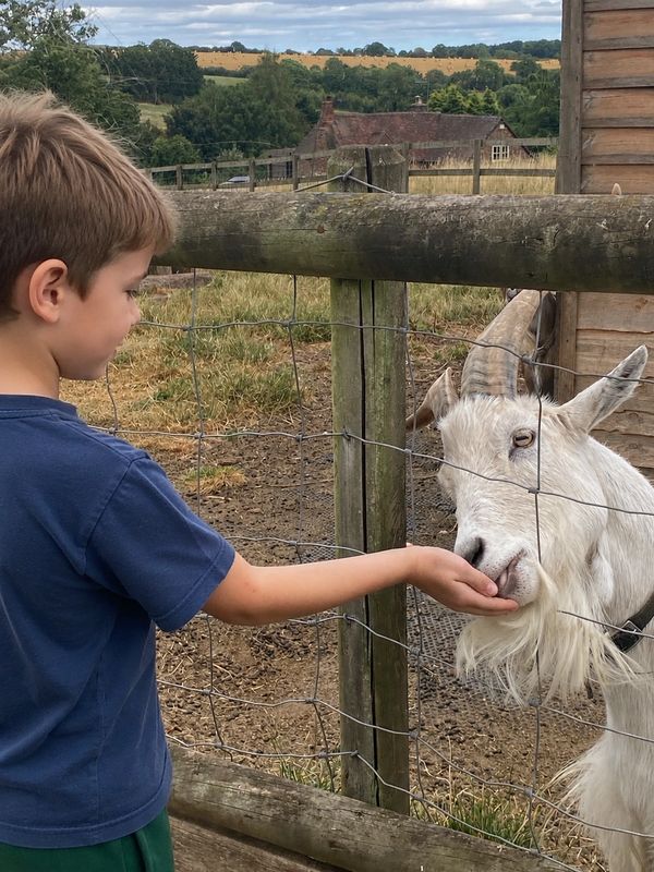 Boy feeding a goat over a fence.