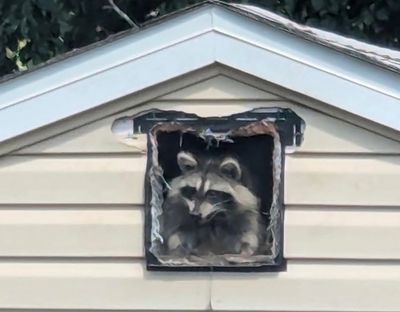 A raccoon peeks out from a torn vent on a house.