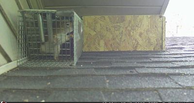 A squirrel caught in a metal live trap on a rooftop.