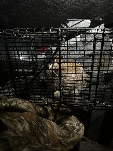 A rabbit caught inside a metal cage trap in a dimly lit setting.