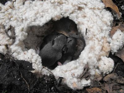 Small mice nestled inside a soft, white nest on the ground.