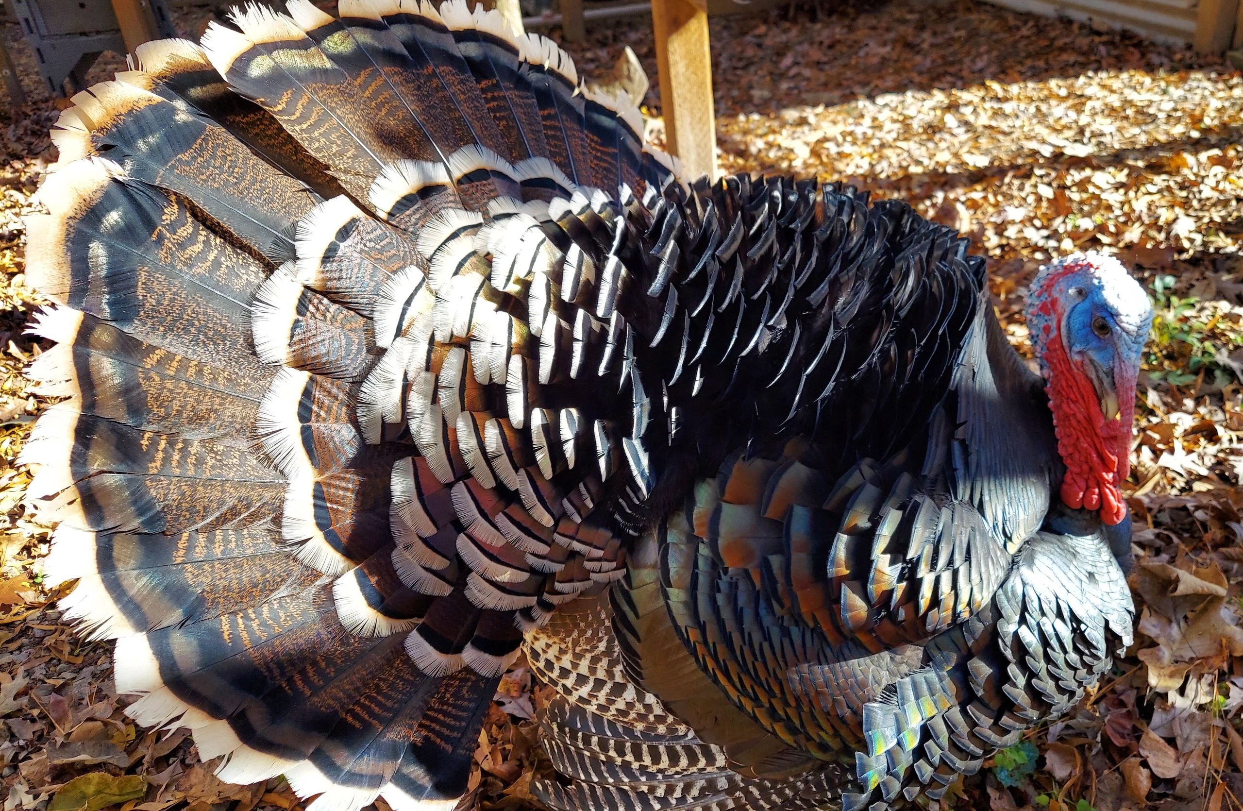 Close-up of a male turkey with fanned tail feathers in sunlight.